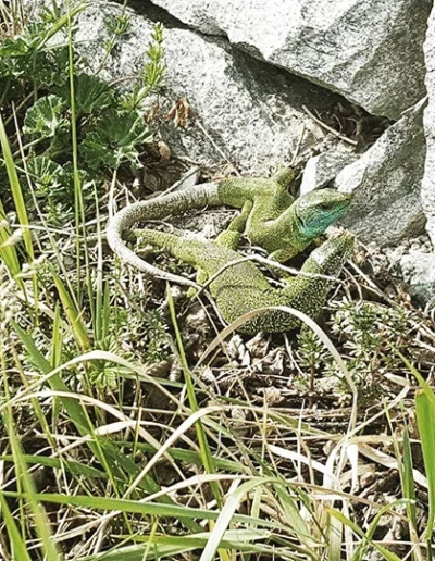 Smaragdeidechsen auf Insektenjagd.