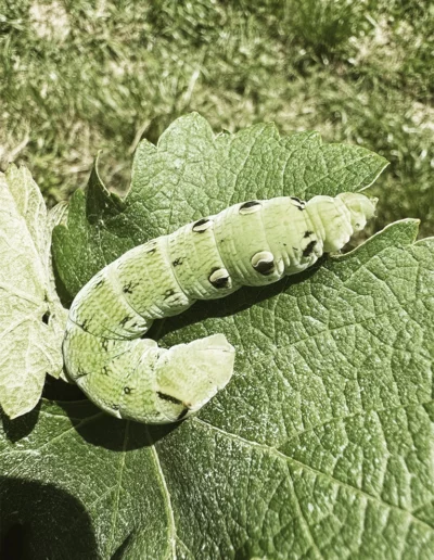 Raupe des Weinschwärmers, eines Nachtfalters mit auffälligen Augenflecken.