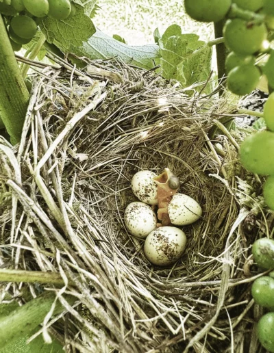 Frisch geschlüpftes Goldammer-Küken.